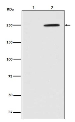 GCN2, p Thr899 Antibody (SR1336), Novus Biologicals:Antibodies:Primary