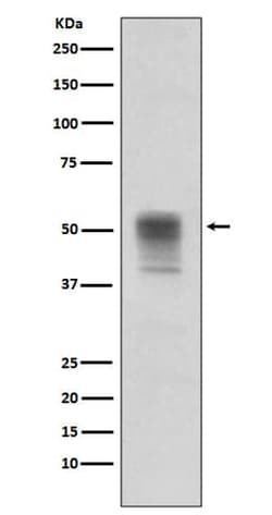 Tubulin alpha-1B, p Tyr272 Antibody (SR1960), Novus Biologicals 100 &mu;g | Buy Online | Novus Biologicals | Fisher Scientific