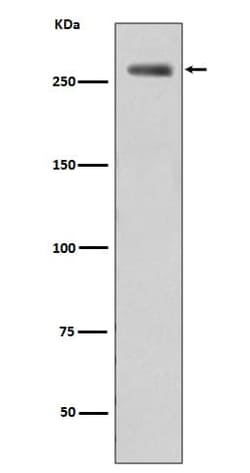 LRRK2, p Ser935 Antibody (SR1453), Novus Biologicals 50 &mu;g; Unconjugated:Antibodies,