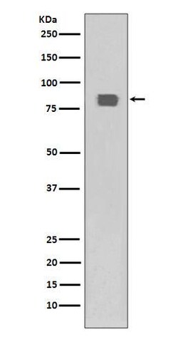 HSF1, p Ser326 Antibody (SR2246), Novus Biologicals 100 &mu;g; Unconjugated:Antibodies,