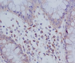 PKR, p Thr446 Antibody (SR2125), Novus Biologicals 50 &mu;g; Unconjugated:Antibodies,