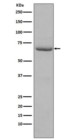 PKR, p Thr446 Antibody (SR2125), Novus Biologicals 50 &mu;g; Unconjugated:Antibodies,