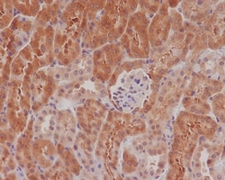 eIF4E, p Ser209 Antibody (SR1401), Novus Biologicals 50 &mu;g; Unconjugated:Antibodies,