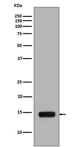 Histone H2a, p Ser129 Antibody (SR1183), Novus Biologicals:Antibodies:Primary