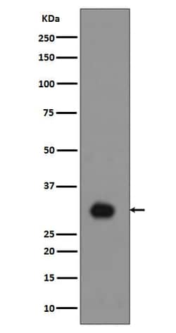 Histone H1.4, p Thr17 Antibody (SR1513), Novus Biologicals 50 &mu;g; Unconjugated:Antibodies,