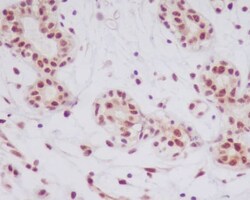 JNK1/2/3, p Thr183 Antibody (SR1788), Novus Biologicals 100 &mu;g | Buy Online | Novus Biologicals | Fisher Scientific