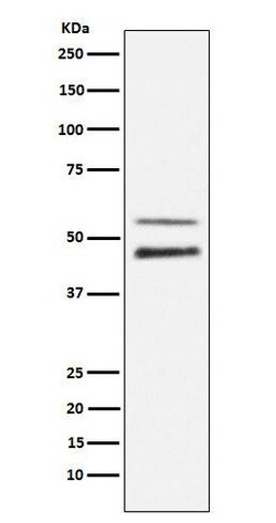JNK1/2/3, p Thr183 Antibody (SR1788), Novus Biologicals 100 &mu;g | Buy Online | Novus Biologicals | Fisher Scientific