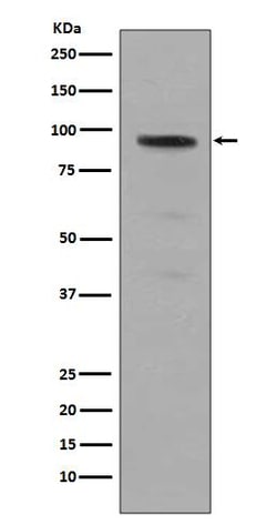 STAT5a/b, p Tyr694 Antibody (SR2280), Novus Biologicals 100 &mu;g; Unconjugated:Antibodies,