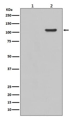 FAK, p Tyr397 Antibody (SR1077), Novus Biologicals:Antibodies:Primary Antibodies