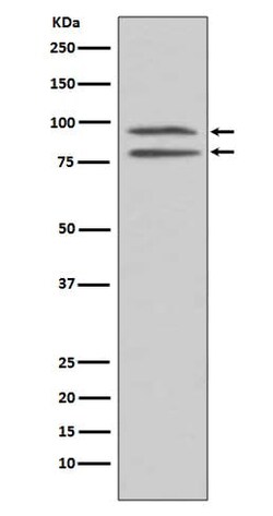 MSK1/RPS6KA5, p Ser376 Antibody (SR2276), Novus Biologicals:Antibodies:Primary