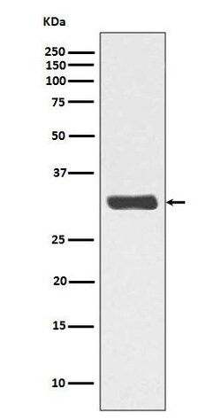 RPA2, p Thr21 Antibody (SR1535), Novus Biologicals 50 &mu;g; Unconjugated:Antibodies,
