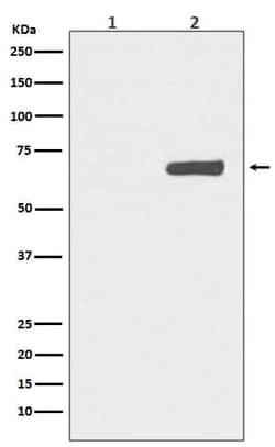 YAP1, p Ser127 Antibody (SR2105), Novus Biologicals 100 &mu;g; Unconjugated:Antibodies,