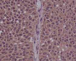 CDK2, p Tyr15 Antibody (SR1560), Novus Biologicals:Antibodies:Primary Antibodies