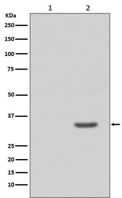 CDK2, p Tyr15 Antibody (SR1560), Novus Biologicals:Antibodies:Primary Antibodies