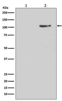 GluR1, p Ser845 Antibody (SR1027), Novus Biologicals:Antibodies:Primary
