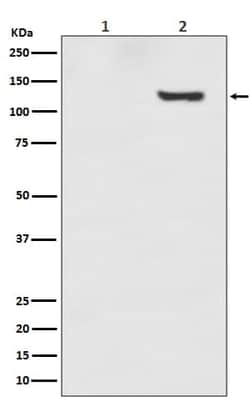 Sirtuin 1/SIRT1, p Thr530 Antibody (SR1099), Novus Biologicals:Antibodies:Primary