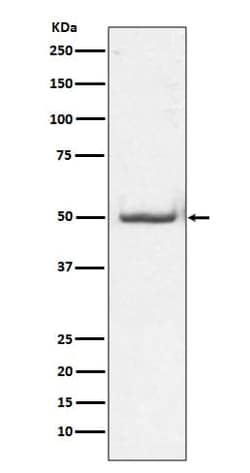 c-jun, p Thr91 Antibody (SR1729), Novus Biologicals 100 &mu;g; Unconjugated:Antibodies,