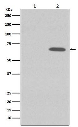 AMPK alpha 1, p Ser496 Antibody (SR2088), Novus Biologicals 100 &mu;g;
