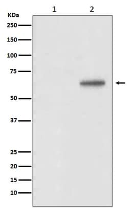 AKT1, p Thr450 Antibody (SR2048), Novus Biologicals 100 &mu;g; Unconjugated:Antibodies,