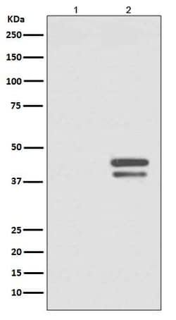 JunD, p Ser255 Antibody (SR1628), Novus Biologicals 100 &mu;g | Buy Online | Novus Biologicals | Fisher Scientific