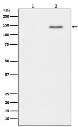 SHIP, p Tyr1020 Antibody (SR1167), Novus Biologicals:Antibodies:Primary