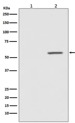 AKT1, p Ser124 Antibody (SR2049), Novus Biologicals:Antibodies:Primary