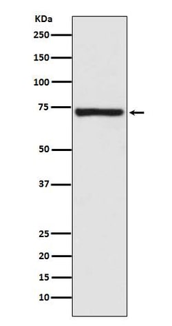 Calpain 1 Antibody (SR2190), Novus Biologicals 100 &mu;g; Unconjugated:Antibodies,