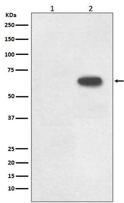 Cdc6, p Ser54 Antibody (SR2085), Novus Biologicals 50 &mu;g; Unconjugated:Antibodies,