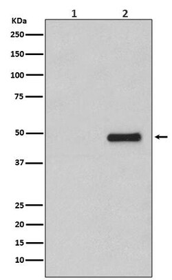 CDC37, p Ser13 Antibody (SR1889), Novus Biologicals:Antibodies:Primary