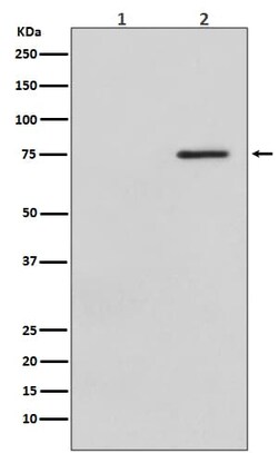 Raf-1, p Ser621 Antibody (SR2183), Novus Biologicals 100 &mu;g; Unconjugated:Antibodies,