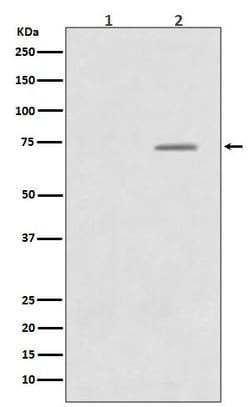 Raf-1, p Ser43 Antibody (SR2182), Novus Biologicals 50 &mu;g; Unconjugated:Antibodies,