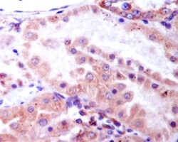 GSK-3 beta, p Ser9 Antibody (SR1801), Novus Biologicals 50 &mu;g; Unconjugated:Antibodies,