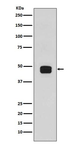 GSK-3 beta, p Ser9 Antibody (SR1801), Novus Biologicals 50 &mu;g; Unconjugated:Antibodies,