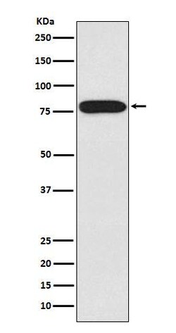 IRAK1 Antibody (SR2210), Novus Biologicals 100 &mu;g; Unconjugated:Antibodies,
