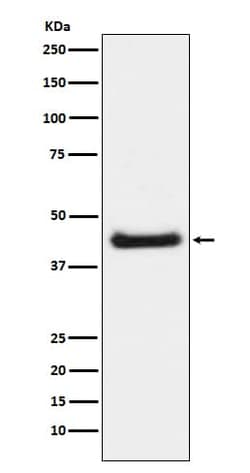 c-jun, p Ser63 Antibody (SR1842), Novus Biologicals 100 &mu;g; Unconjugated:Antibodies,