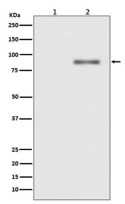 PKC alpha, p Thr638 Antibody (SR2239), Novus Biologicals:Antibodies:Primary