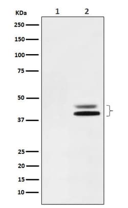 ERK1/ERK2, p Thr202 Antibody (SR1701), Novus Biologicals 50 &mu;g; Unconjugated:Antibodies,