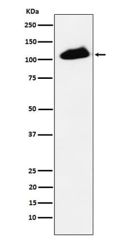 KAP1, p Ser824 Antibody (SR1057), Novus Biologicals 100 &mu;g; Unconjugated:Antibodies,