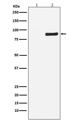 TBK1, p Ser172 Antibody (SR2251), Novus Biologicals 50 &mu;g; Unconjugated:Antibodies,