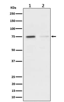 TAK1, p Ser439 Antibody (SR2176), Novus Biologicals 50 &mu;g; Unconjugated:Antibodies,