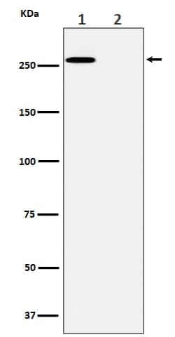 Acetyl-CoA Carboxylase alpha/ACACA, p Ser79 Antibody (SR1413), Novus Biologicals:Antibodies:Primary