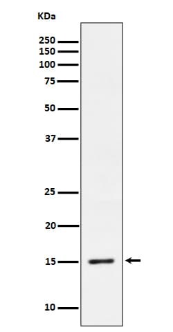 Histone H3.3, p Ser31 Antibody (SR1217), Novus Biologicals:Antibodies:Primary