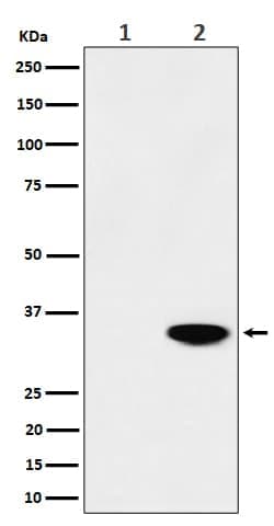NPM1, p Thr199 Antibody (SR1550), Novus Biologicals 50 &mu;g | Buy Online | Novus Biologicals | Fisher Scientific