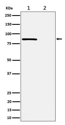 Rad17, p Ser656 Antibody (SR2259), Novus Biologicals 50 &mu;g; Unconjugated:Antibodies,