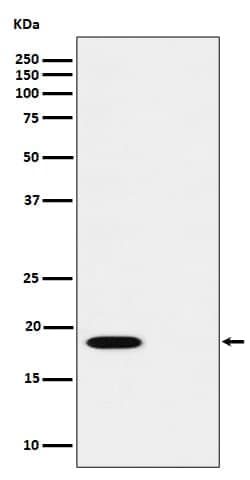 PTS, p Ser19 Antibody (SR1297), Novus Biologicals:Antibodies:Primary Antibodies