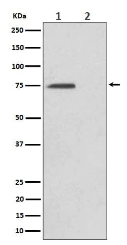 eIF4B, p Ser406 Antibody (SR2202), Novus Biologicals 50 &mu;g; Unconjugated:Antibodies,