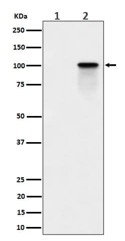 Nucleolin, p Thr84 Antibody (SR1020), Novus Biologicals 100 &mu;g; Unconjugated:Antibodies,