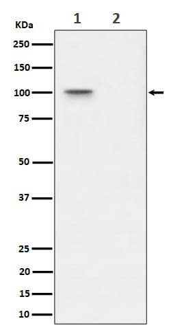 Nucleolin, p Thr76 Antibody (SR1019), Novus Biologicals:Antibodies:Primary