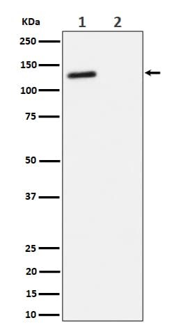 p130, p Thr986 Antibody (SR1109), Novus Biologicals 100 &mu;L; Unconjugated:Antibodies,
