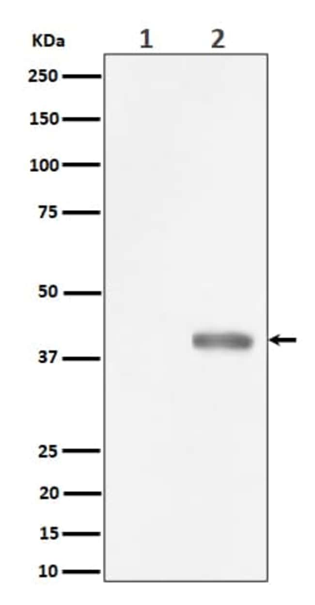 PBK, p Thr9 Antibody (SR1676), Novus BiologicalsAntibodiesPrimary